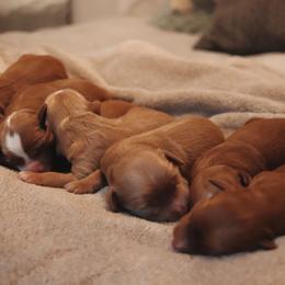 Goldendoodle Puppies from Cedarcrest Goldendoodles