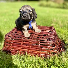 Dachshund Puppies from Northwest Dachshunds