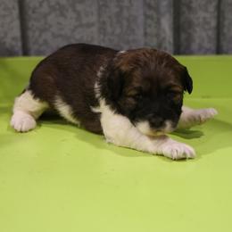 Mocha Girl - Brown female Whoodle puppy in West Bend, Iowa from Blue Skies Terriers