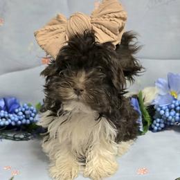 Evie - Chocolate female Havanese puppy in Vinita, Oklahoma from Locust Creek Shih Tzu & Havanese