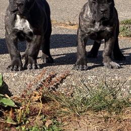 Boy 4 - Black brindle male Cane Corso puppy in Olympia, Washington from Grayling Dawn Cane Corso