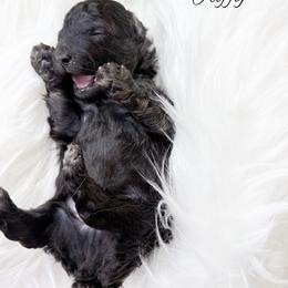 Taffy - Black male Poodle puppy in from Pink Poodles and Doodles
