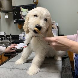 Goldendoodle Puppies from Doodlebloom Farm