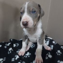 Girl 1 - Chocolate and white Great Dane puppy in Auburn, New York from Danes of Angels
