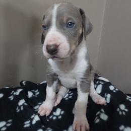 Girl 1 - Chocolate and white Great Dane puppy in Auburn, New York from Danes of Angels