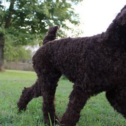 Poodles from Magic Hour Poodles