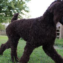 Poodles from Magic Hour Poodles