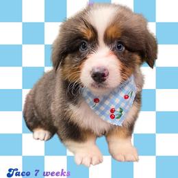 Taco - Gray and white male American Corgi puppy in Mansfield, Ohio from Moonrise corgis