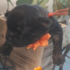 Orange Collar-Clementine - Brown female Shichon puppy in Upland, California from IDREAMOFPUPPIES