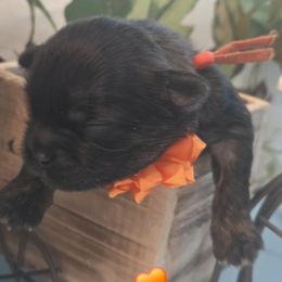 Orange Collar-Clementine - Brown female Shichon puppy in Upland, California from IDREAMOFPUPPIES