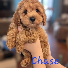 Chase - Golden male Cockapoo puppy in Mena, Arkansas from Ouachita River Cockapoos
