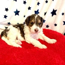 Brittany - female Golden Mountain Doodle puppy in Victoria, Texas from Deidre's Doodles