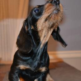 Dachshunds from Anastasiya Skorobogatova
