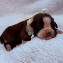 Kickin Roosters Katniss (Dk. Pink Collar) - Brindle female Boxer puppy in Alpine, New York from Kickin Rooster AKC Boxers