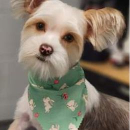 Yorkshire Terriers from Majestic Touch Kennels and Pet Services