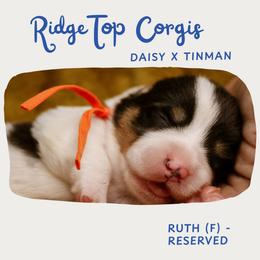 Ruth - Black and tan female Pembroke Welsh Corgi puppy in South Otselic, New York from Ridge Top Corgis