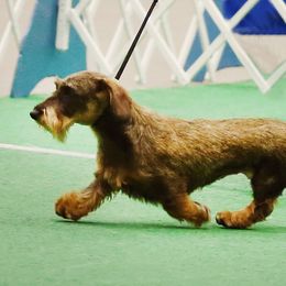Dachshunds from Brazos Ski Kennels