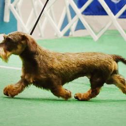 Dachshunds from Brazos Ski Kennels