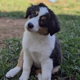 Miniature American Shepherds from Wanderlust Mini American Shepherds
