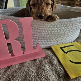 Girl 5 - Apricot female Poodle puppy in Detroit, Michigan from Pretty Spoiled Spoos llc