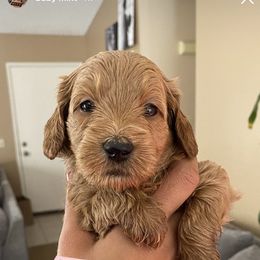 Goldendoodle Puppies from Rylaarsdam Doodles
