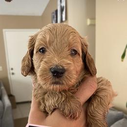 Goldendoodle Puppies from Rylaarsdam Doodles