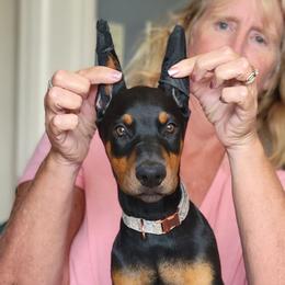 Teal collar - Black and rust female Doberman Pinscher puppy in Byron Center, Michigan from Steel Haus Dobermans