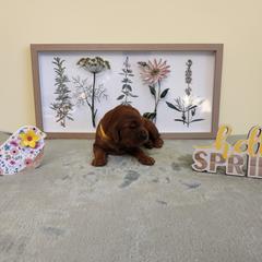 Gold girl - Mahogany female Irish Setter puppy in Clinton, Arkansas from Shakarri Irish Setters