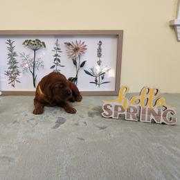 Gold girl - Mahogany female Irish Setter puppy in Clinton, Arkansas from Shakarri Irish Setters