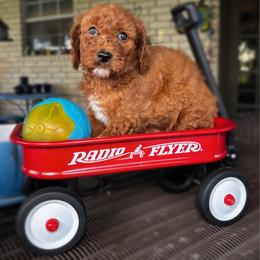 Red Collar female - Red  female Goldendoodle puppy in Eunice, Louisiana from Maison De Pawz