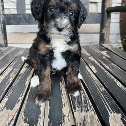 Asher - Tri-color male Bernedoodle puppy in Holtwood, Pennsylvania from Country Ridge Puppies