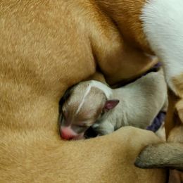 Italian Greyhound Puppies from Tuncap's Italian Greyhounds