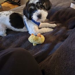 Morkie Puppies from Weiss's Puppies