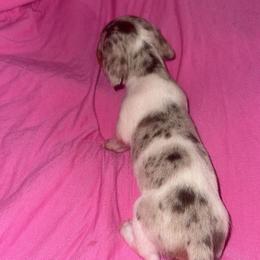 Dapple pie female - Dapple female Dachshund puppy in Woodward, Oklahoma from Wiener Dreams Dachshunds