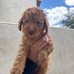 Jessie - Red  female Goldendoodle puppy in Moreno Valley, California from Rainbow SoCal Doodles