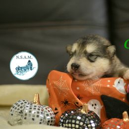 M6 - Gray and white male Alaskan Malamute puppy in Kingston, Tennessee from North Shore Alaskan Malamutes