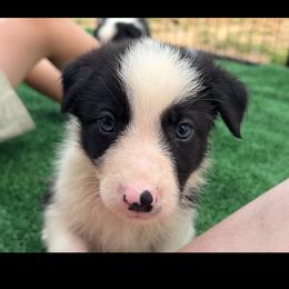 Tripp - Male - Black and white male Border Collie puppy in Avery, Texas from Willa Creek Border Collies