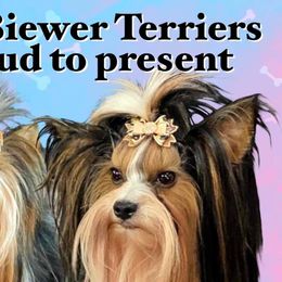 Biewer Terriers and Maltese from JoDi's Maltese and Biewer Terriers