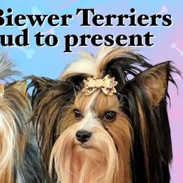 Biewer Terriers and Maltese from JoDi's Maltese and Biewer Terriers
