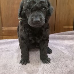 Douglas (boy) - light blue collar - Blue male Poodle puppy in Tullahoma, Tennessee from Peaceful Valley Poodles