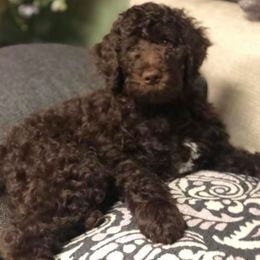 Poodle Puppies from Ashton’s Standards