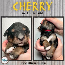 Cherry - Phantom female Bernedoodle puppy in Boiling Springs, South Carolina from OlliePups, LLC