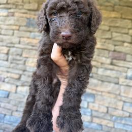 Samson - Brown male Bernedoodle puppy in Olive Hill, Kentucky from Mountain Valley Bernedoodles