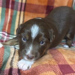 Pink - Red tri female Miniature Australian Shepherd puppy in Artesia, New Mexico from Rocking Aussies