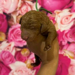 Boy 2 - Red  male Poodle puppy in Texas from DL House of Poodles