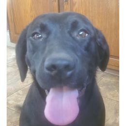 River - Labrador Retriever