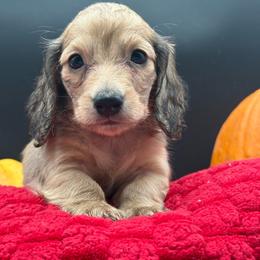 Beau - Cream male Dachshund puppy in Corona, California from ChezBeale