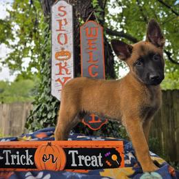 Sage - Mahogany female Belgian Malinois puppy in Conover, North Carolina from Rose Kennels