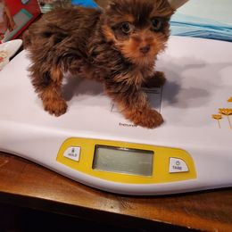 Yorkshire Terrier Puppies from Precious Paws LLC