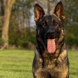 German Shepherds from Vom Stainherz kennels